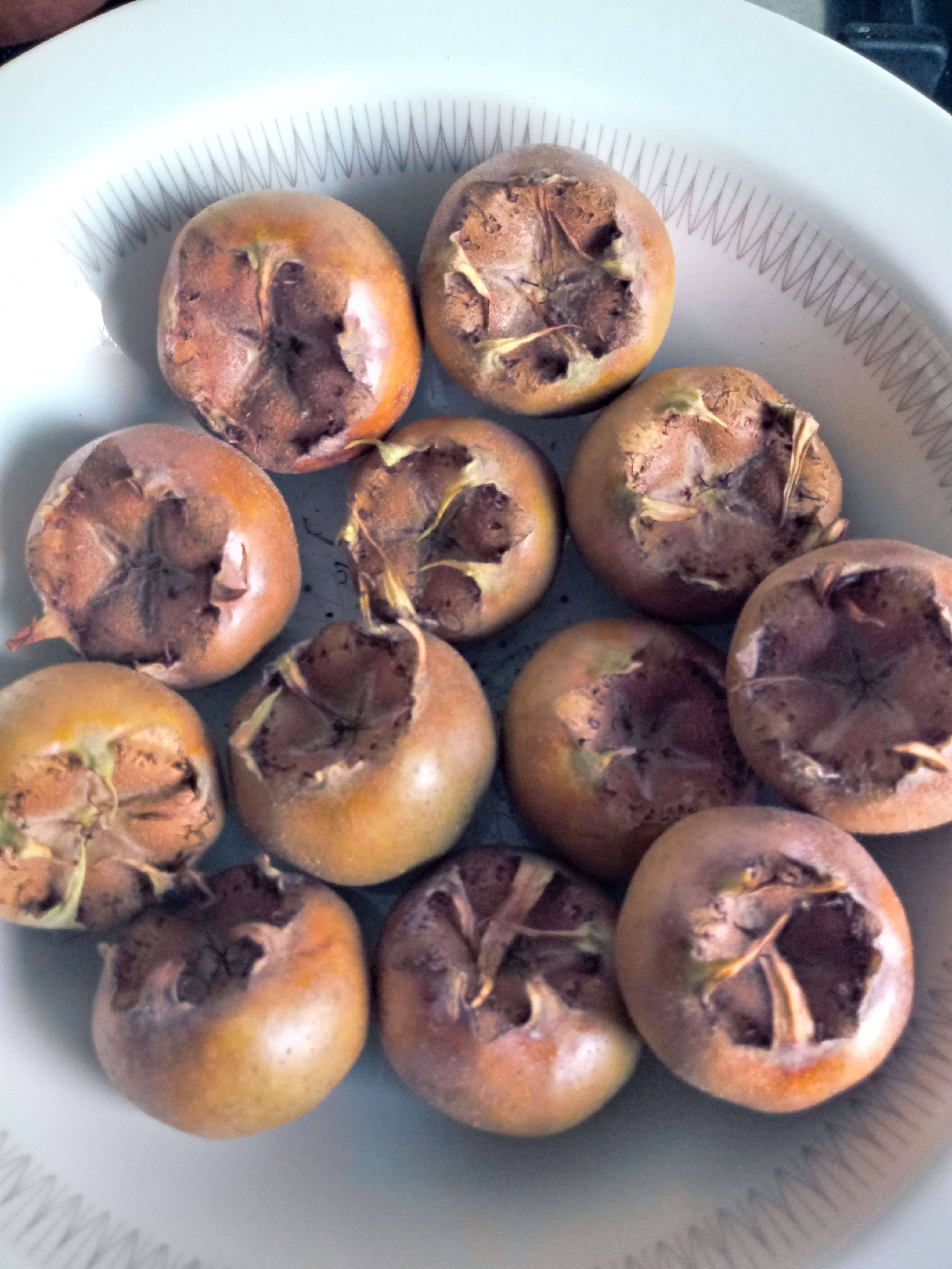 Medlars - fresh from Castle Bromwich Hall Gardens