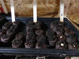 Peas &amp; mange tout in coir pockets