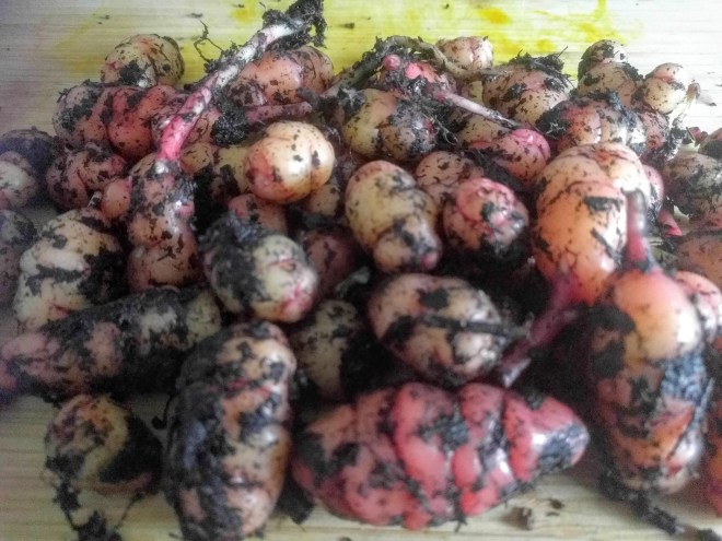 Oca Harvest - Nov 2018